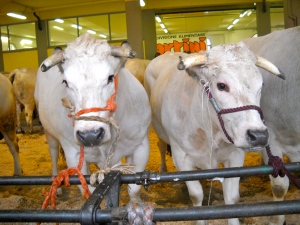 oxen in the exhibition pen