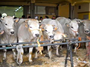 cows in the exhibition pen